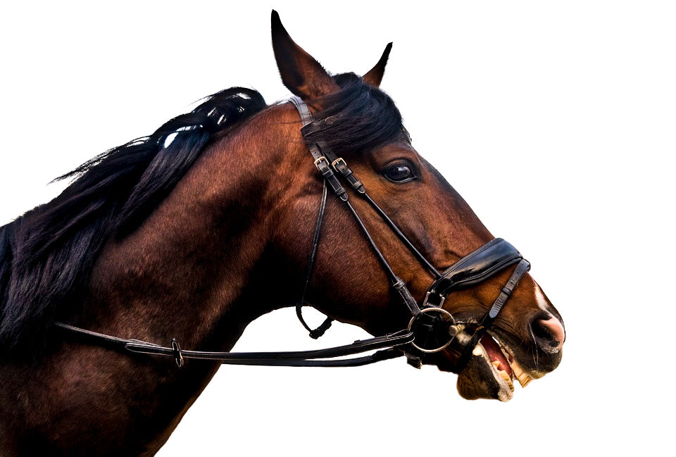 Luxe Kingston Barn Everyday Heirloom Bridle Leather Bags and Horse Goods Handcrafted for Life 